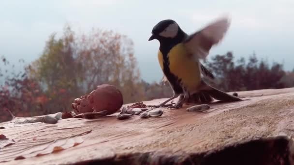 Small Bird Find Seeds _01 — Stockvideo