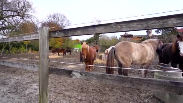 Group Brown Horses Standing Eating Straw Slow Motion — Vídeos de Stock