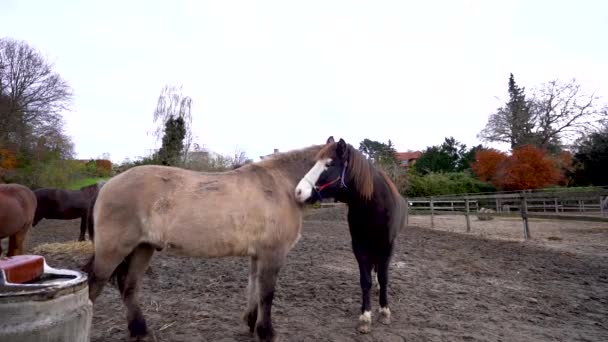 Two Affectionate Horses Hugging Each Other Ranch Horse Slow Motion — Vídeos de Stock