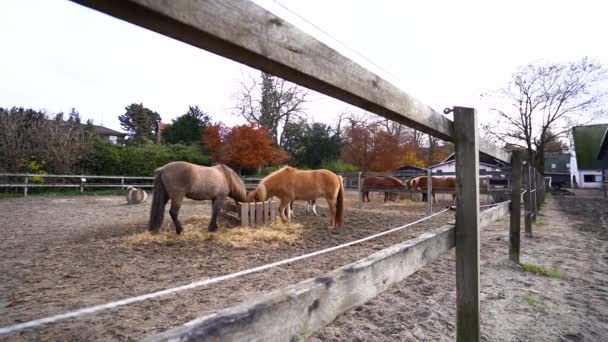 Brown Horses Eating Straw Cloudy Day Slow Motion — Stockvideo