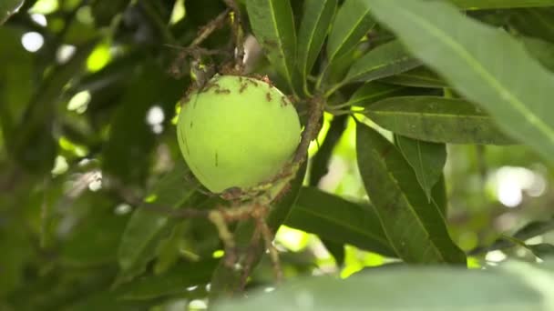 Органічний Зелений Манго Звисає Дереві Покритому Великими Червоними Мурахами — стокове відео