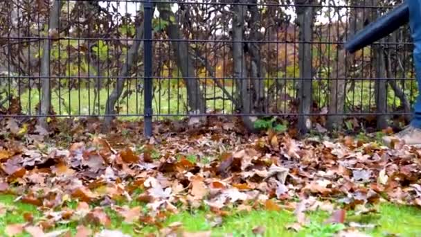 Leaf Blower Used Clean Fence Form Autumn Leaves Slow Motion — ストック動画