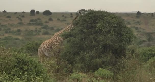 Video Giraffes Kenya National Wildlife Park Living Eating Bush Video — Wideo stockowe