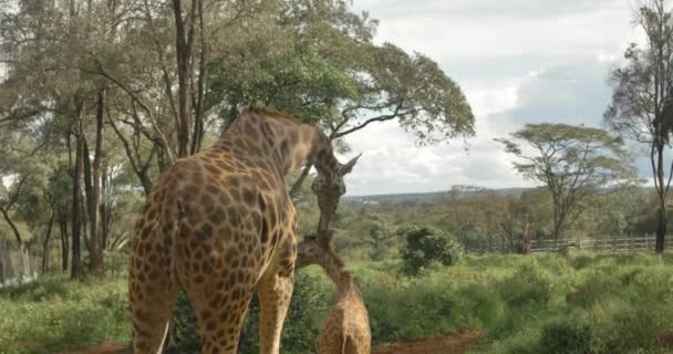 Video Giraffes Kenya Giraffe Center Nairobi Kenya Video Filmed Best — Stockvideo