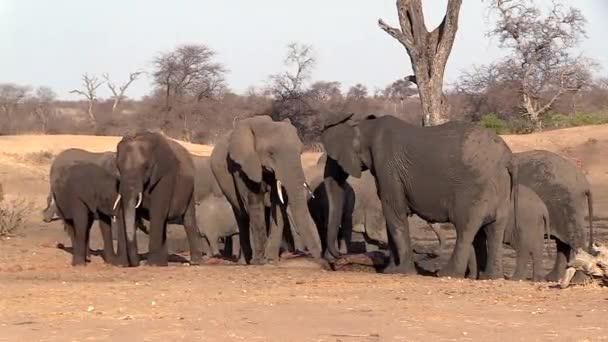 Elephants Grouping Water Outlet Ground Static — Vídeo de Stock