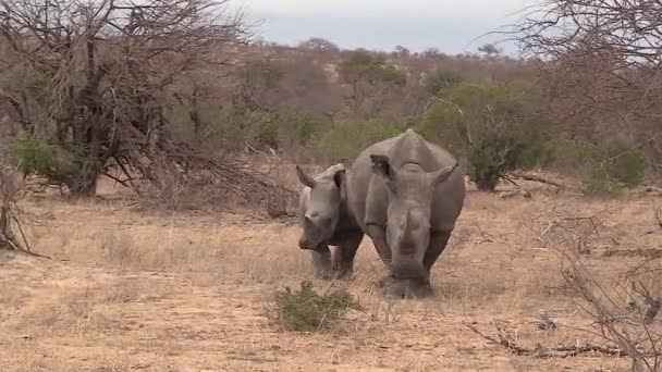 Two Southern White Rhino Moving Together Savannah Handheld Tracking — Stockvideo