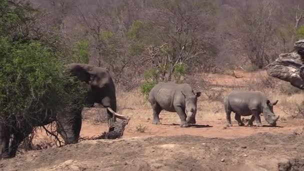 Elephant Watching Two Rhinos Passing Handheld Zoom — Stock Video