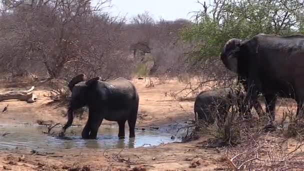 Baby Elephant Playing Puddle Surrounded Others Pan Left — Video Stock