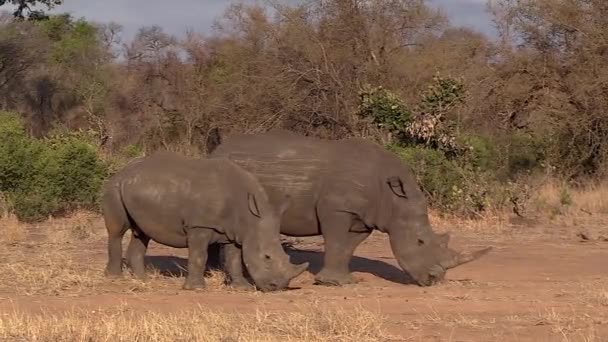 Southern White Rhinos Grazing Wild Greater Kruger Handheld — Wideo stockowe