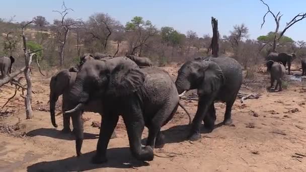 Слон Під Час Спеки Дня Нескінченного Басейну Відстеження Пострілу — стокове відео