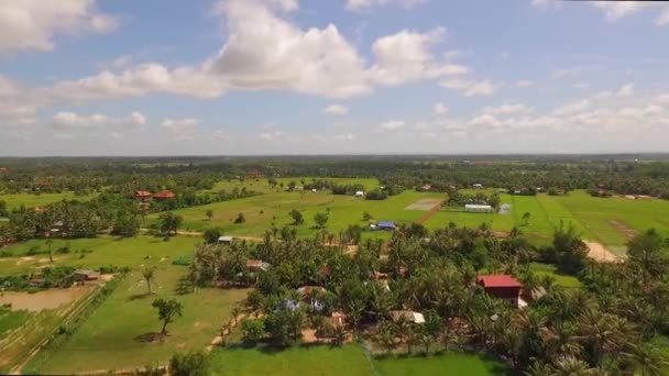 Light Green Rice Fields Sunny Day Flat Cambodian Countryside Aerial — Stockvideo