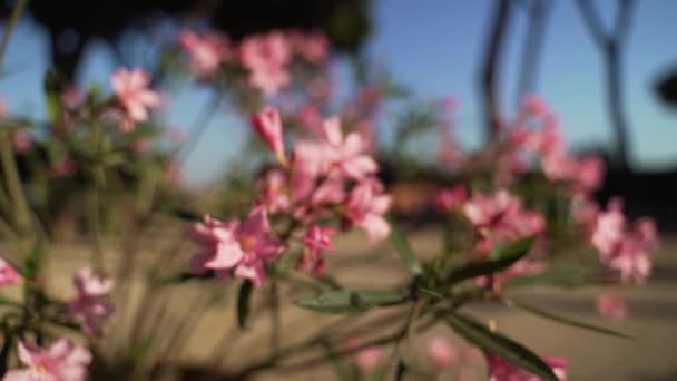 Dolly Beautiful Pink Flowers Starting Out Focus Moving Focus — Vídeo de stock