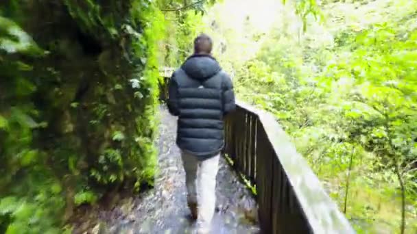 Tracking Shot Man Walking Wooden Walkway Green Forest New Zealand — Stock Video