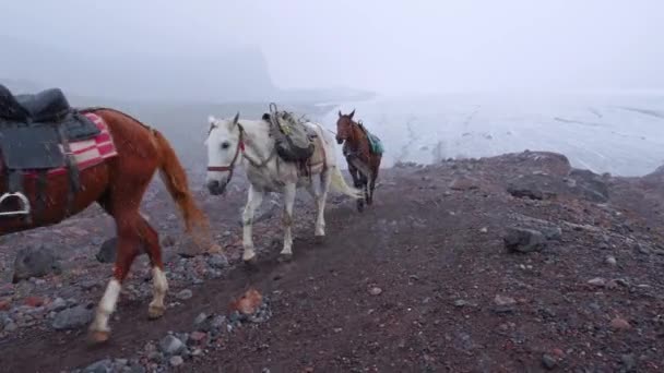 Tourist Walks Foot Glacier Crossing Caravan Pack Horses Georgia Caucasus — 图库视频影像