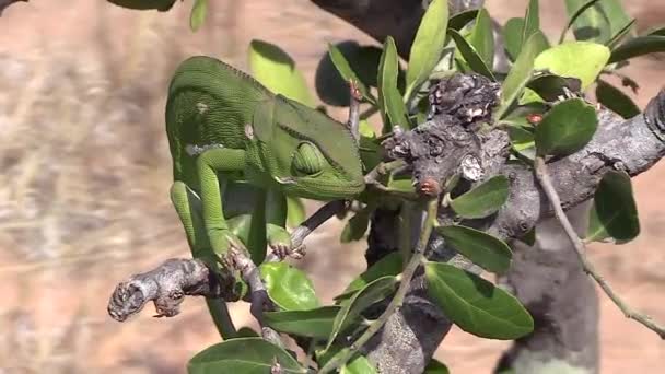 Detail Flap Necked Chameleon Branch Handheld High Angle — Stockvideo
