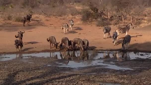 Zebra Wildebeest Drinking Water Waterhole Handheld — 图库视频影像