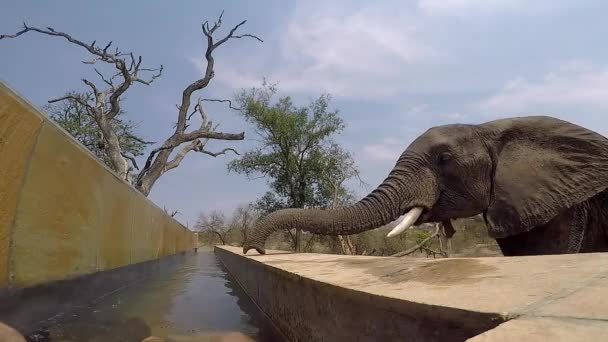 Elephant Drinking Water Infinity Pool Kruger National Park Static Low — Wideo stockowe