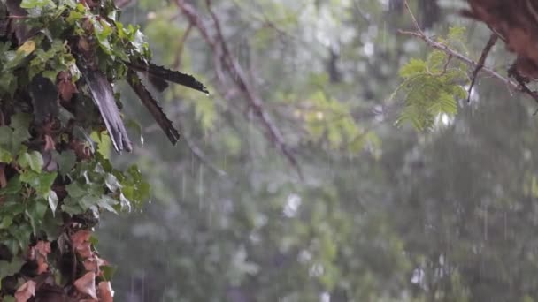 Well Lit Shot Tropical Rain Pouring Forest You Can See — Stockvideo