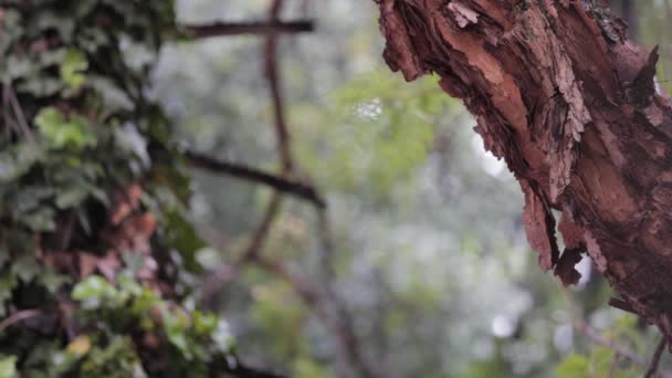 Shot Rain Forest Trees Sides — Vídeos de Stock