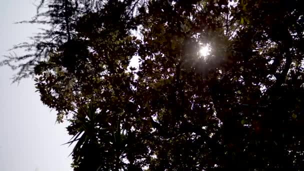 Dolly Bright Sun Shining Tree Branches — Stok video