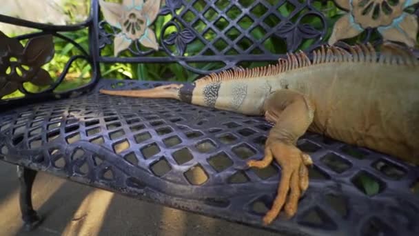 Pan Iguana Resting Bench — Wideo stockowe