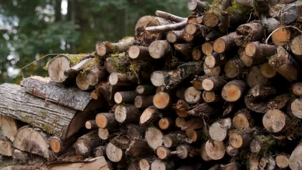 Well Stocked Outdoor Pile Firewood – Stock-video