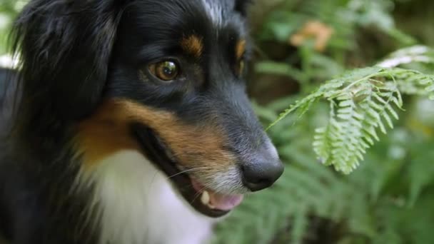 Tight Shot Mini Australian Shepherd Face Out Hiking Trail — Wideo stockowe