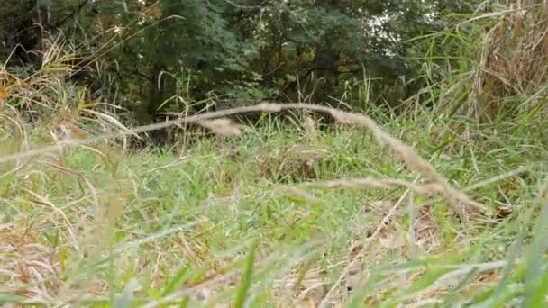 Excited Mini Australian Shepherd Running Field Tall Grass — Video Stock