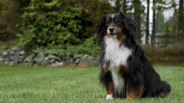 Stoic Mini Australian Shepherd Sitting Upright Beautiful Lawn Grass — стоковое видео