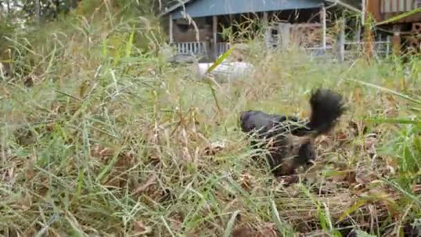 Excited Mini Australian Shepherd Exploring Field Tall Grass — Stock video