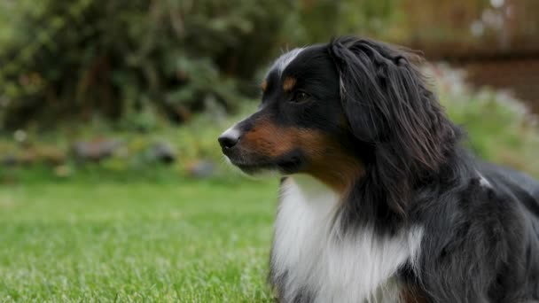 Tight Shot Mini Australian Shepherd Sniffing Air While Laying Beautiful — Stock video