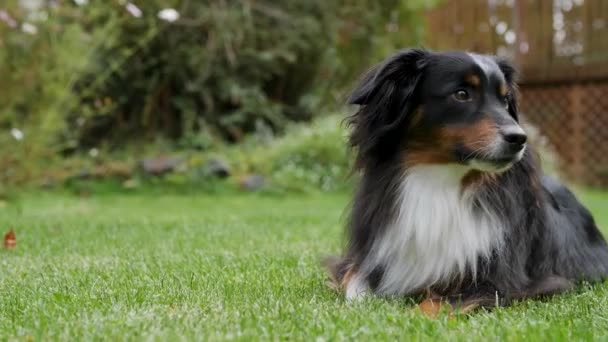 Mini Australian Shepherd Laying Beautiful Lawn Grass — стоковое видео