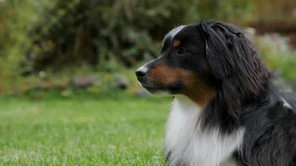 Tight Shot Mini Australian Shepherd Laying Beautiful Lawn Grass — Stock Video