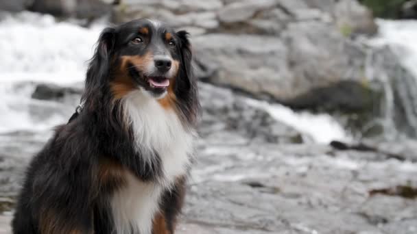 Smiling Mini Australian Shepherd Sitting Rushing Water Background — Vídeo de stock