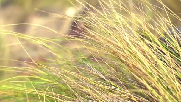 Close Green Coastal Grass Being Blown Breeze Sunny — Stockvideo