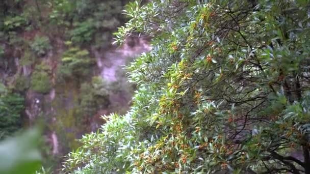 Lush Foliage Inland Subtropical Island Nature Reserve Azores Portugal — Video