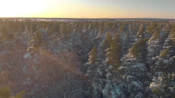 Aerial Footage Snowy Trees Sweden — Video Stock