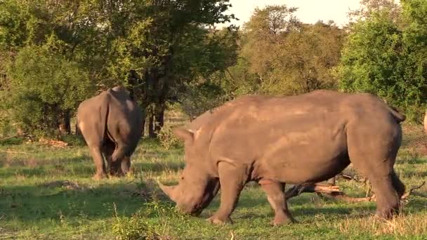 Beautiful Landscape White Rhinos Grazing Static — Stockvideo