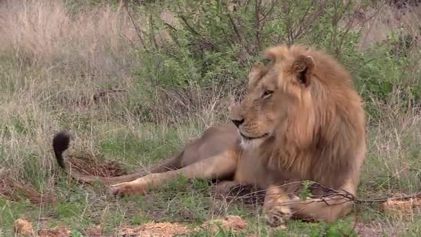 Male Lion Watches Another Lion Approach Static — Stockvideo