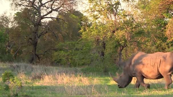 White Rhinos Walk Golden Hour Static — стоковое видео