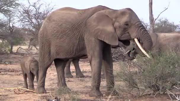 Old Female Elephant Grazes Wild Her Small Calf — Stock video
