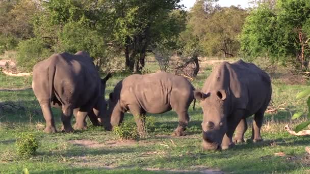 Detail White Rhinos Grazing Calmly Static — Video