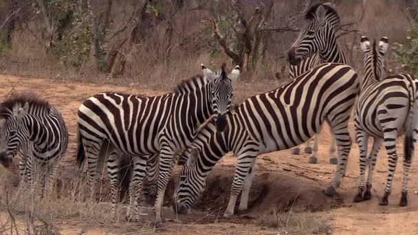 Zebra Drinking Water Dry Conditions Static — Vídeos de Stock