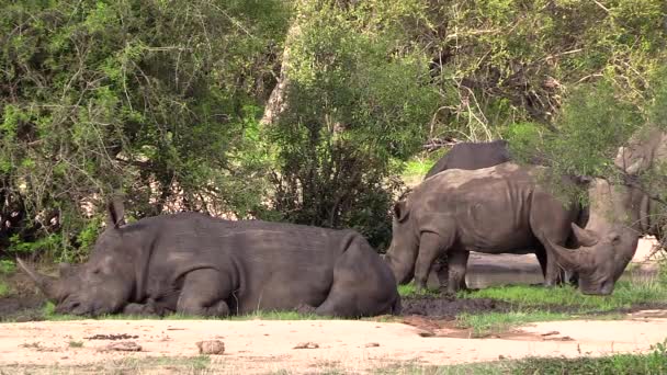 Mud Covered White Rhino Resting Static — Vídeo de stock
