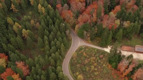 Aerial Tilt Road Running Autumn Forest — 图库视频影像