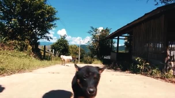 Cinematic Cute Wild Stray Dog Puppy Slow Motion — Stockvideo