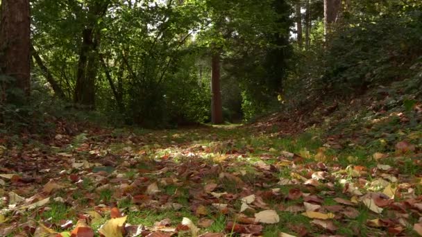 Autumn Leaves Slowly Falling Forest Path — Vídeo de Stock