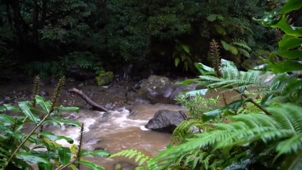 River Flowing Woods Islands Azores — Stok video