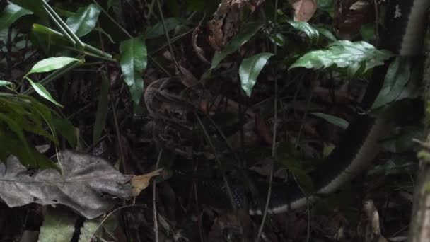 Snake Hiding Leafs Rainforest Guatemala Tracking Shot — Vídeo de Stock