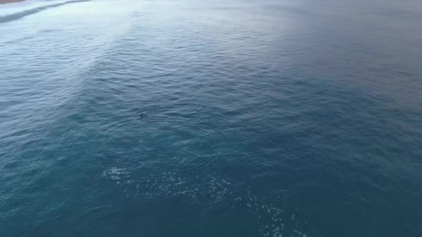 Drone Footage Dolphins Playing Amongst Waves Close Shore South Australia — Video Stock